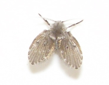 Psychodidae